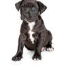 Superbe Chiot  PITBULL